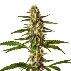 Do-Si-Dos Fast Version cannabis plant with dense colas and trichome coverage