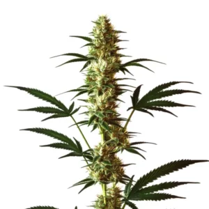 Do-Si-Dos Regular strain with frosty dense buds and purple undertones.