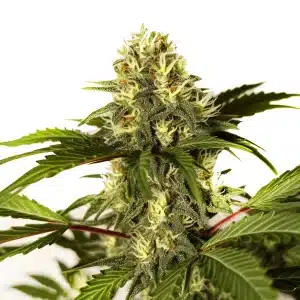 Do-si-Dos F1 cannabis plant with dense resin-covered buds and dark green leaves
