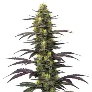 Plante de cannabis Dolato avec des fleurs givrées et colorées