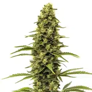 Plante de cannabis Early Skunk avec une tête principale allongée et recouverte de trichomes brillants.