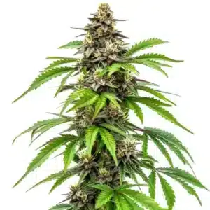 Early Skunk Fast Version cannabis plant with thick colas and dark green leaves