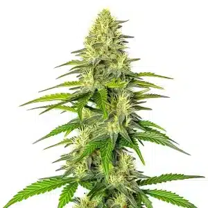Plante de cannabis Early Skunk x Cinderella 99 avec bourgeons givrés et pistils orange.