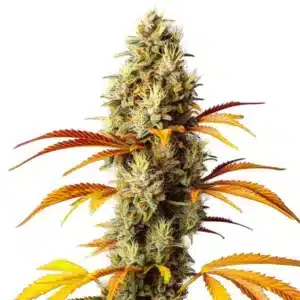 Plante de cannabis Early Skunk x Northern Lights avec feuilles colorées et bourgeons cristallisés.