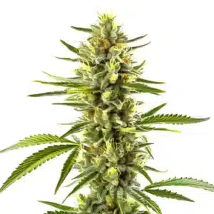 Plante de cannabis Exodus Cheese avec des têtes massives et feuillage vert foncé.