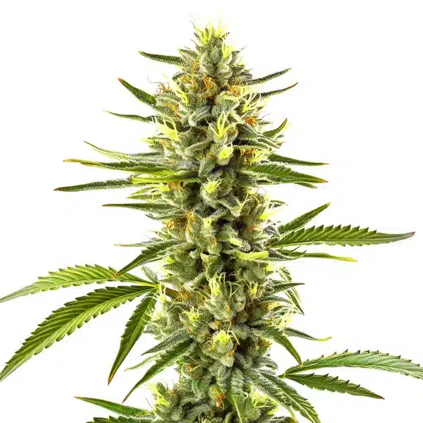 Exodus Cheese