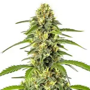 plante de cannabis Fast Bud Auto avec longue tête centrale