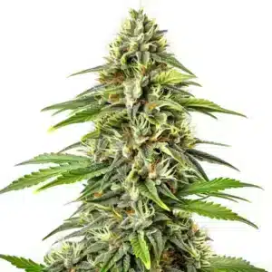 Fire Kush Auto cannabis plant with fiery orange pistils and frosty trichomes.