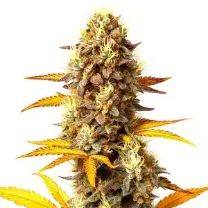 Plante de cannabis Fire OG en floraison avec des bourgeons recouverts de trichomes brillants.