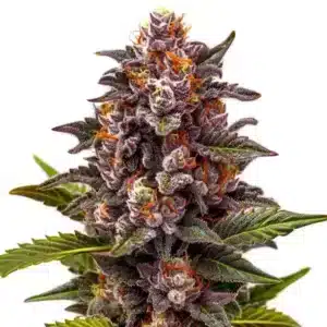 Plante de cannabis Forbidden Zkittlez avec des bourgeons colorés et résineux.