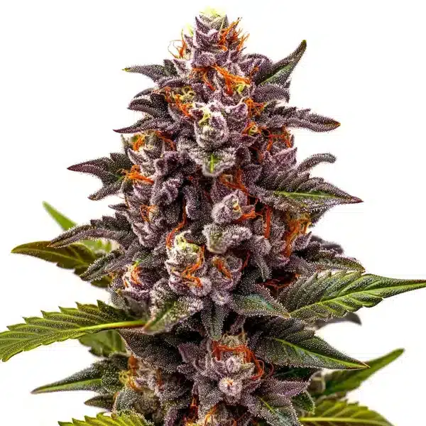 Forbidden Z OG