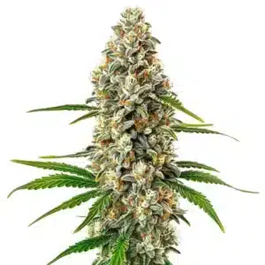 Fro-Yo Auto cannabis plant with compact, frosty buds and vibrant leaves.