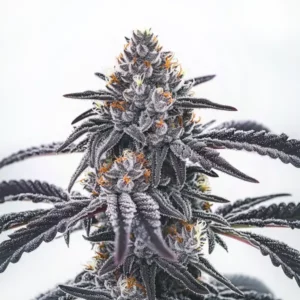 Gros plan d’un plant de cannabis Frosty Blue OG avec des têtes couvertes de résine et des reflets violets.