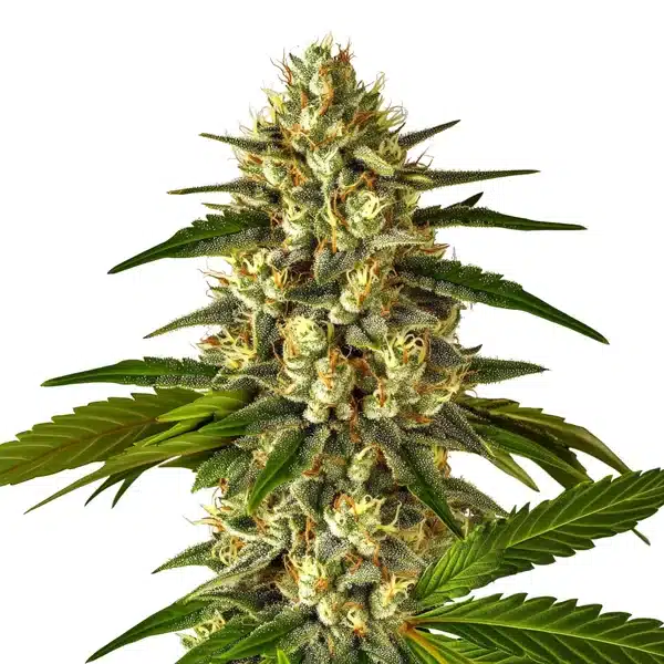 Fruit Auto