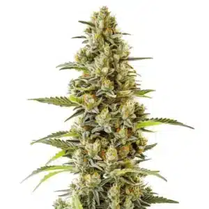 Plante de cannabis G13 en pleine floraison avec des bourgeons denses et résineux.