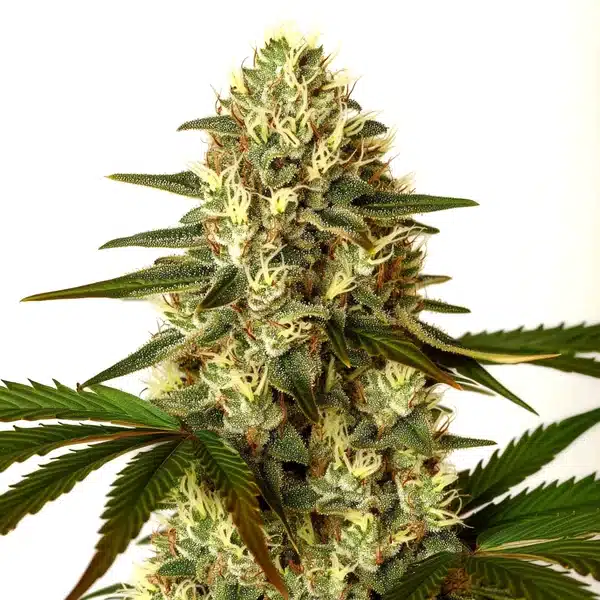G13 x Nebula
