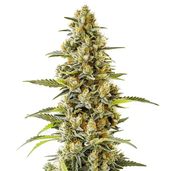 G13