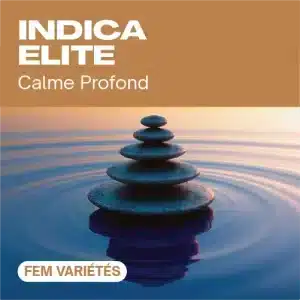 Indica elite féminisée avec galets zen empilés sur l’eau.