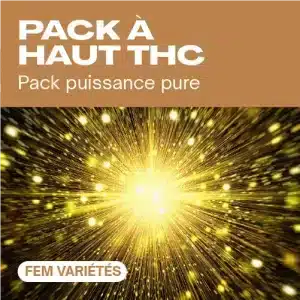 Pack à haut THC féminisé avec explosion lumineuse dorée.