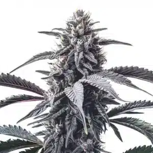 Grosse tête de cannabis GMO Cookies avec résine abondante