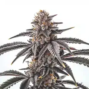Plante de cannabis Gas Burzt avec des bourgeons violets et verts couverts de résine.