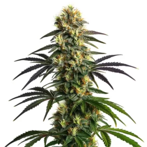Gelato FBV cannabis buds with vibrant colors and crystal-rich trichomes
