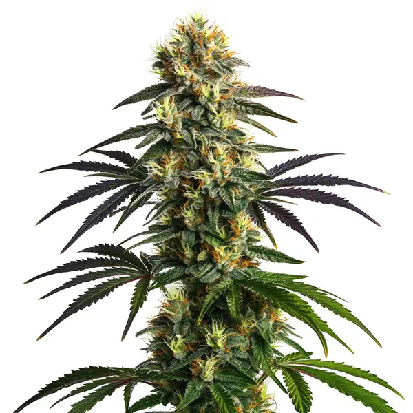 Gelato FBV