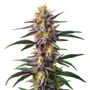 Gelato Fast Version cannabis plant covered in frosty trichomes with purple accents