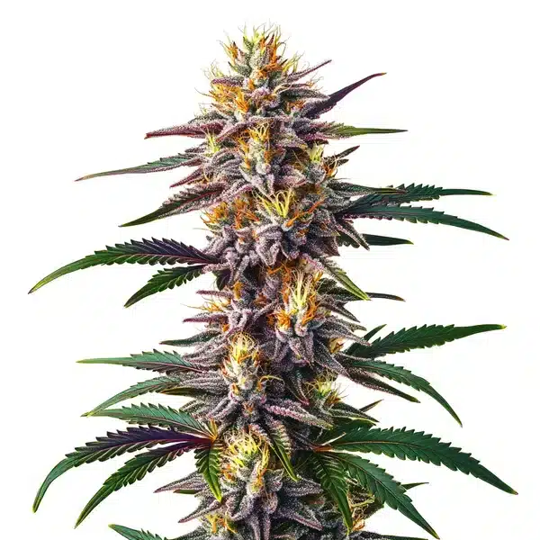 Gelato Floraison Rapide
