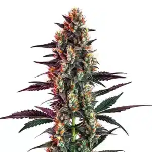 Gelato Regular cannabis plant with dense resinous buds.