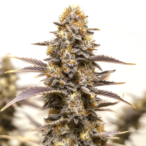 Gelato x Face Off cannabis bud with thick trichomes and orange pistils