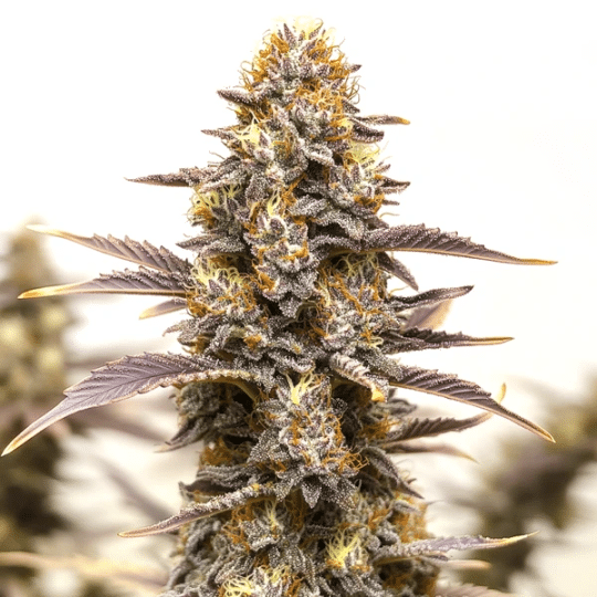 Gelato x Face OFF