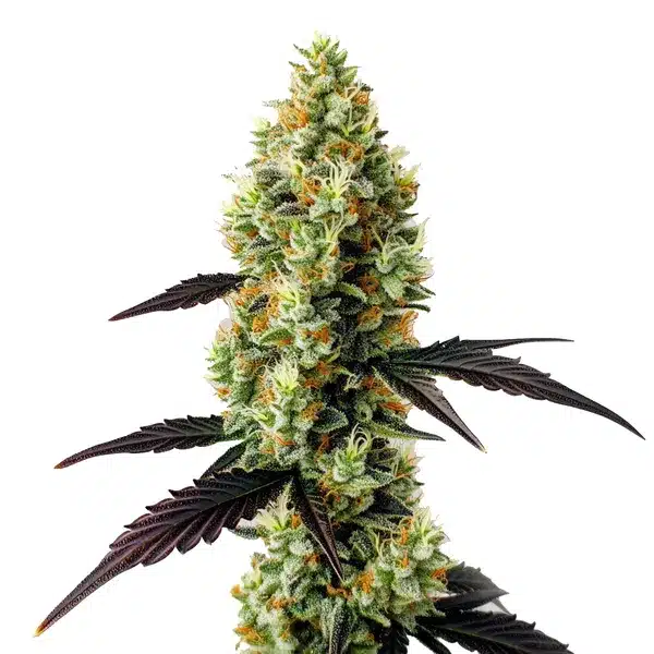 Gelato x Girl Scout Cookies
