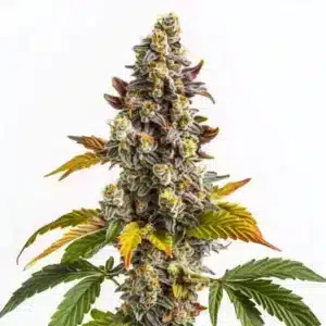 Gros plan d’un plant de cannabis Gelato x Gorilla avec des têtes résineuses et des pistils orange.