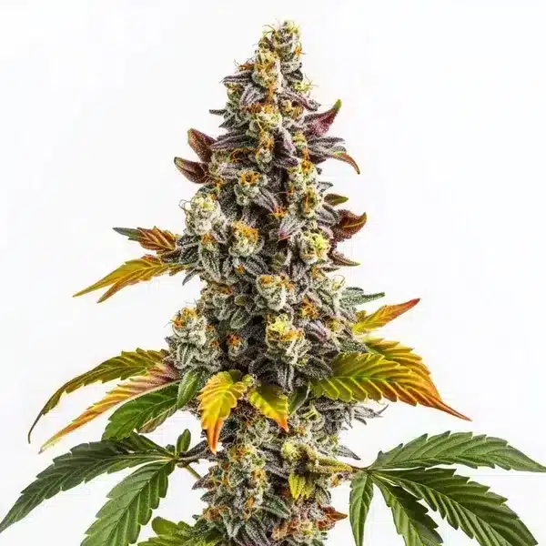 Gelato x GG