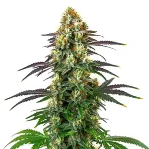 Tête compacte de cannabis Gelato x Kosher Kush avec feuilles vert foncé et reflets violets.