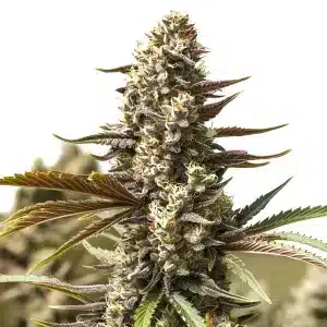 Gelato x London Pound Cake cannabis plant with frosty resin and dense buds