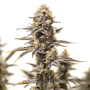 Gelato x Rosetta Stone cannabis bud in close-up with frosty trichomes