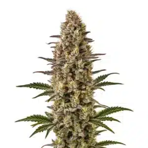 Bud de cannabis Gelonade avec pistils orange et trichomes blancs.