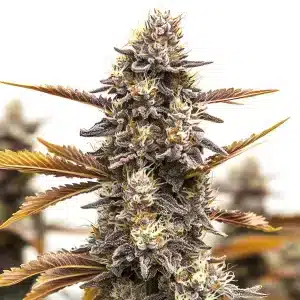 Ghost OG Chemdog autoflower cannabis plant with dense frosty buds and orange pistils.