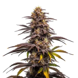 Plante de cannabis Ghost Train Haze x Pellezino avec des fleurs violettes et des pistils orange lumineux.