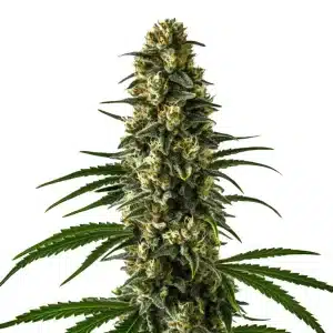 Plante de cannabis Girl Scout Cookies avec une grosse tête centrale dense et résineuse sur fond blanc