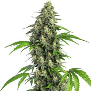 Girl Scout Cookies Fast Version cannabis plant with resinous buds and sugar-coated leaves