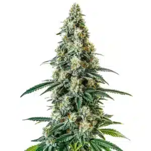 Girl Scout Cookies Regular cannabis strain with compact frosty buds.