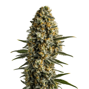 Girl Scout Cookies x Blue Head Band cannabis strain with dense green and orange buds.