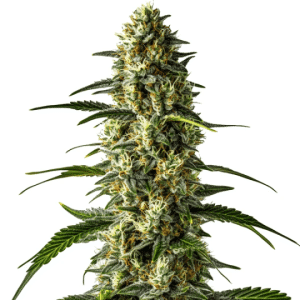 Girl Scout Cookies x Cheese marijuana plant with frosty buds and skunky aroma.