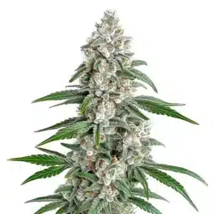 Fleur résineuse de GSC x Chemdawg couverte de trichomes blancs étincelants.