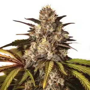 Fleurs compactes de cannabis Girl Scout Cookies x Do-Si-Dos aux teintes pourpres et aux pistils orange.