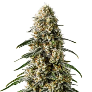Plante de cannabis Girl Scout Cookies x Jack Herer avec des têtes allongées et des couleurs violettes.