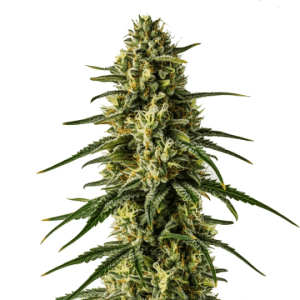 Girl Scout Cookies x Kush strain showing thick colas with frosty trichomes.